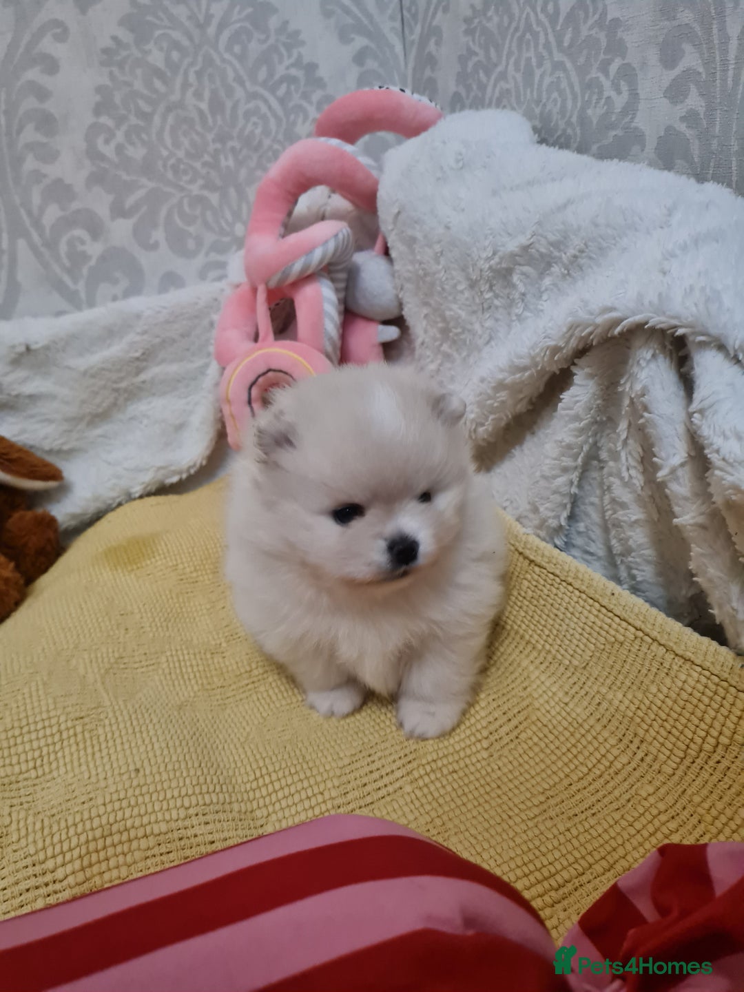 Pomeranian dogs for sale: Pomeranian Puppies  - Advert 8