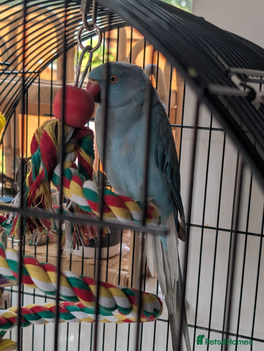 Parakeets birds for sale: Blue Ringneck for sale Female  - Advert 2