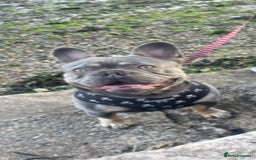 French Bulldog dogs for sale: Kc Male French bulldog  - Image 2