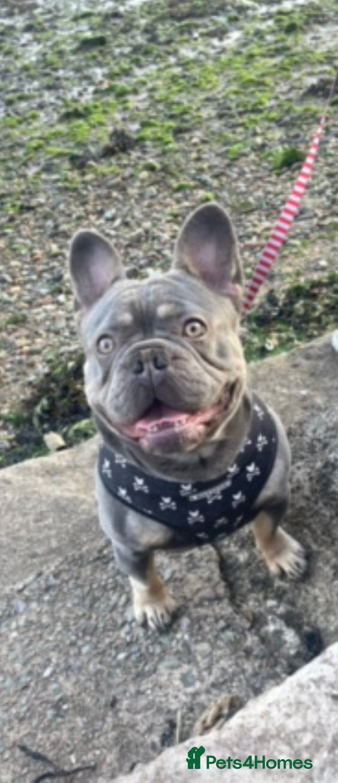 French Bulldog dogs for sale: Kc Male French bulldog  - Image 2
