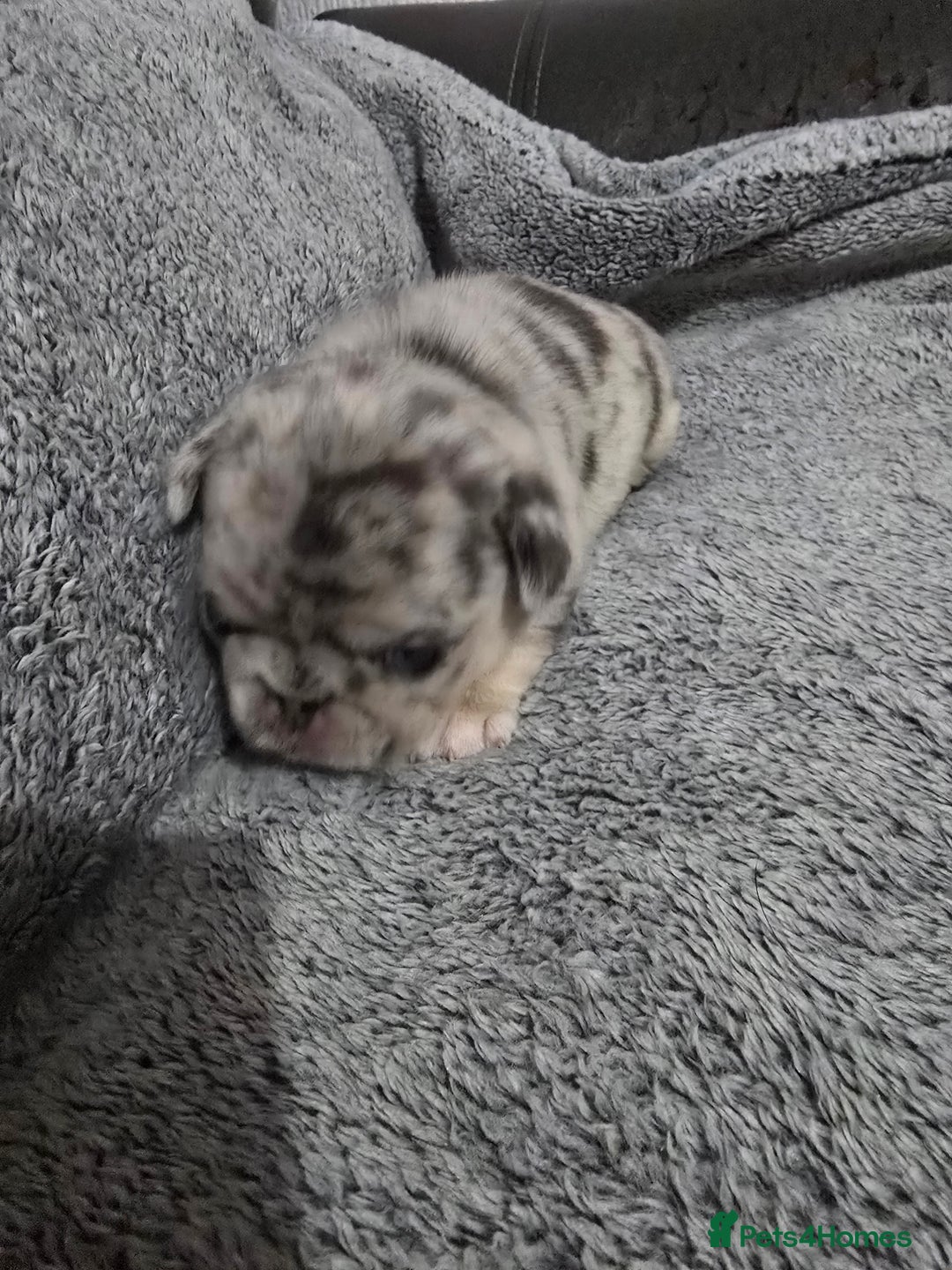 Pug dogs for sale: KC pug puppies  - Advert 5