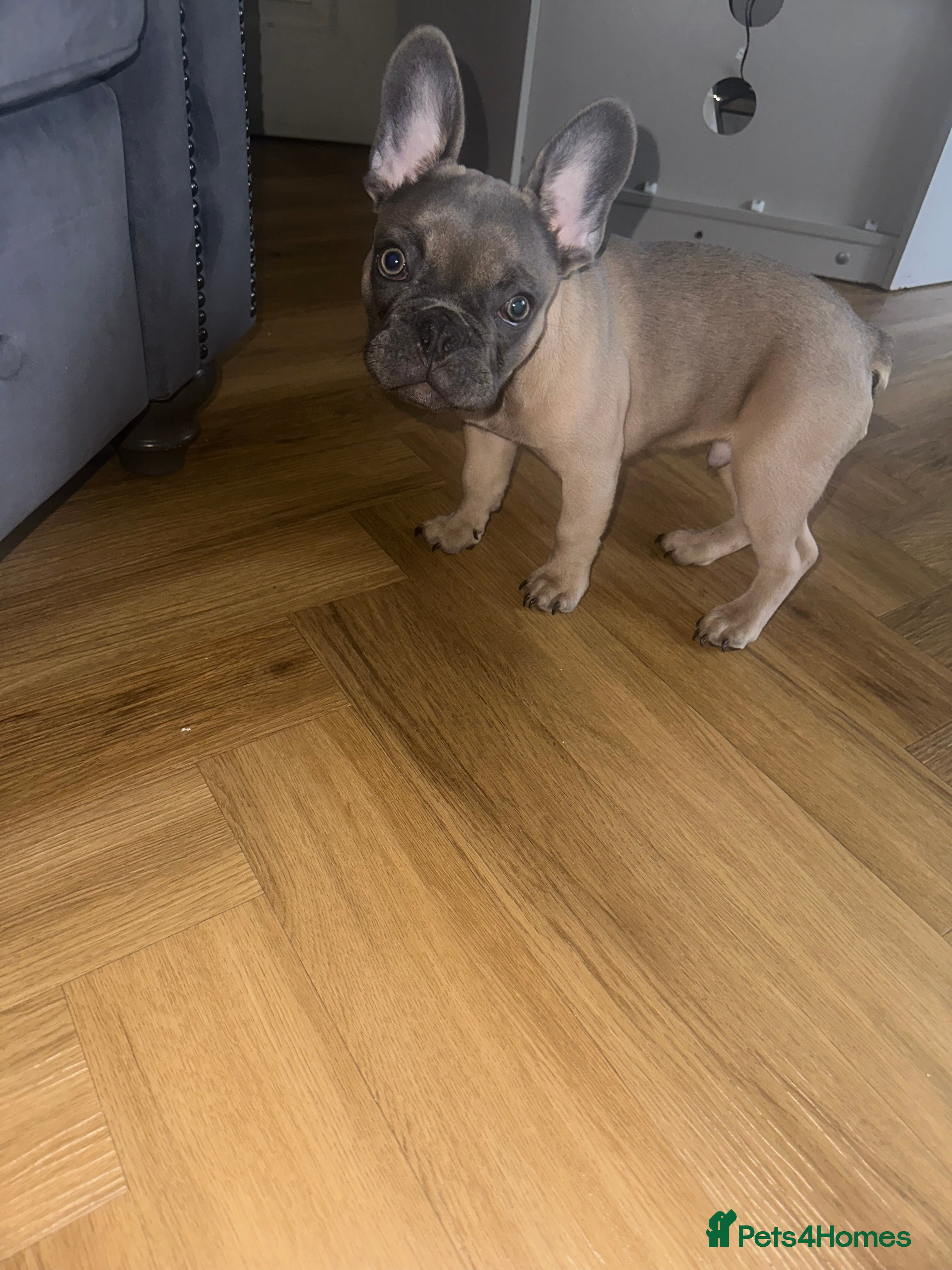 French Bulldog dogs Male puppy  - Advert 14