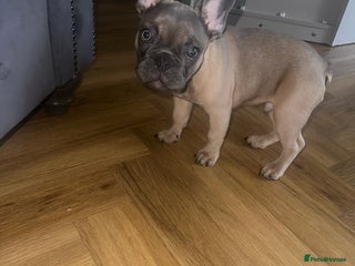 French Bulldog dogs Male puppy - Advert 1