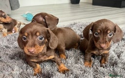 Dachshund dogs for sale: Miniature dachshund  - Image 8