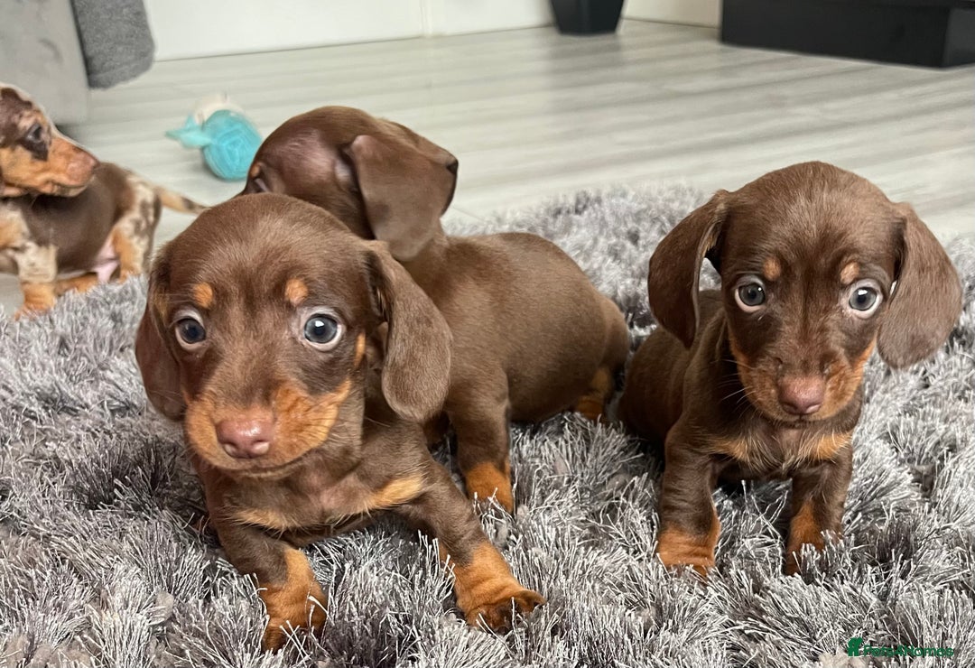 Dachshund dogs for sale: Miniature dachshund  - Image 8