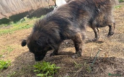 Mixed Breed dogs for adoption: 💖🐶 TWIGGY – A Happy Little Spirit🐶💖 - Image 20