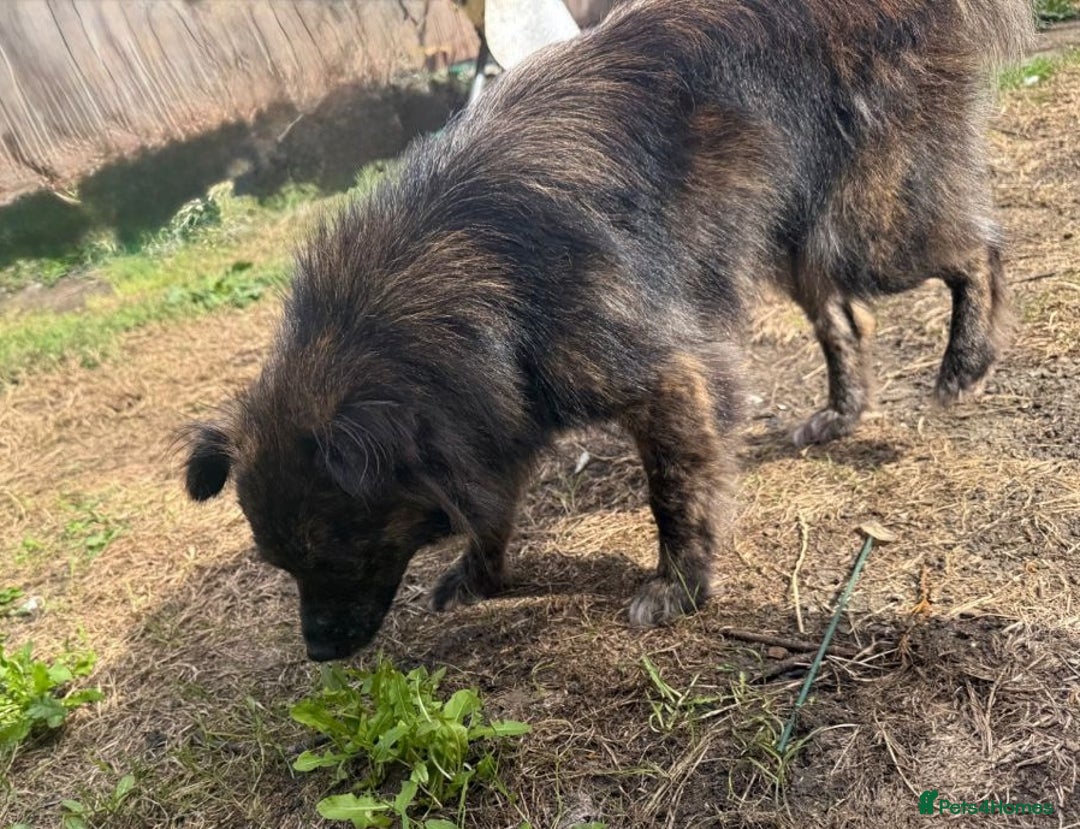 Mixed Breed dogs for adoption: 💖🐶 TWIGGY – A Happy Little Spirit🐶💖 - Image 20