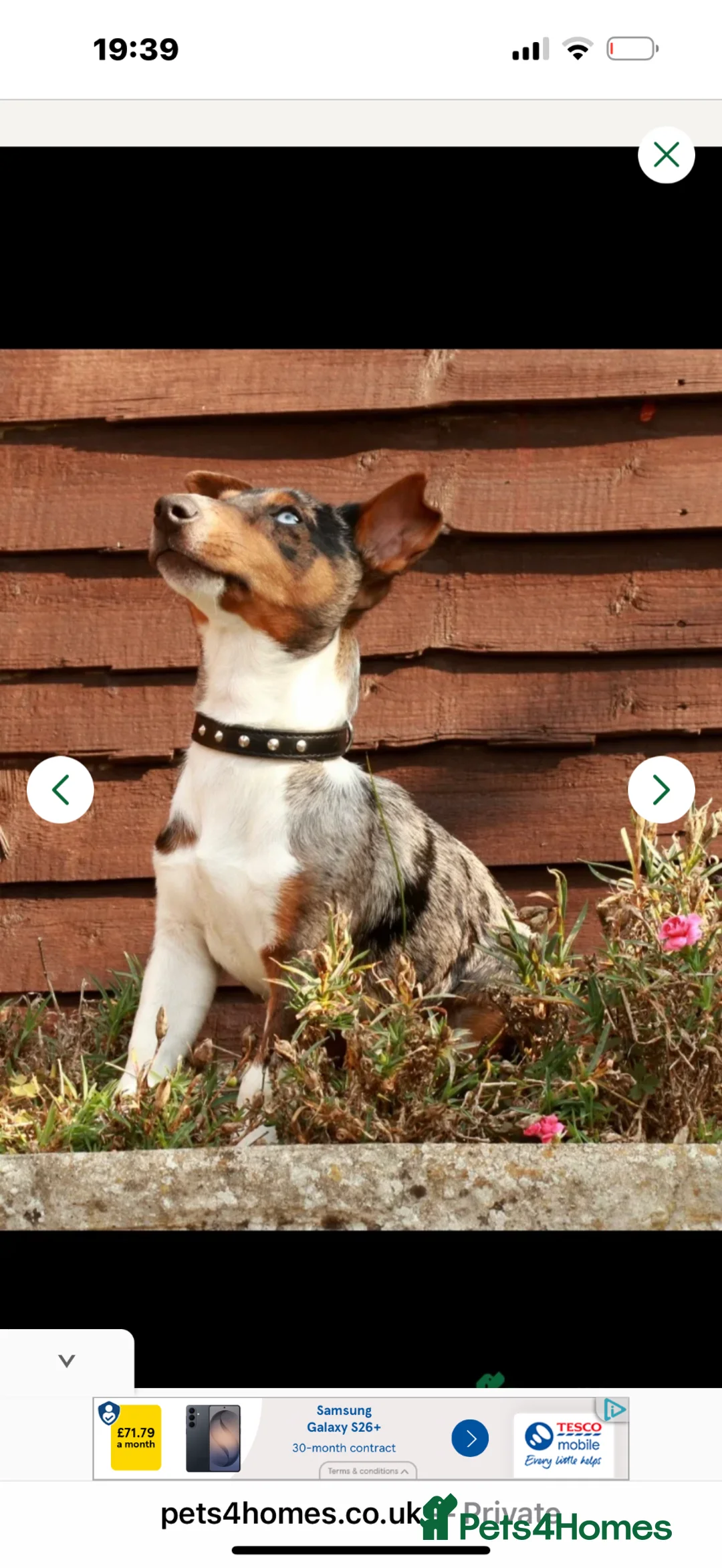 Jack Russell dogs for sale: ⭐️ mini Jack Russel puppies ⭐️ - Advert 2
