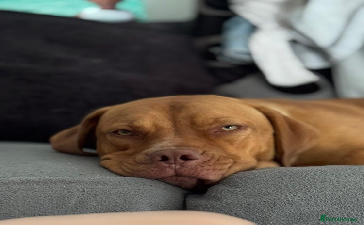 Mixed Breed dogs - Advert 4