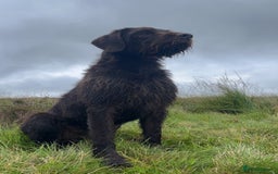 German Wirehaired Pointer dogs for sale: KC Reg GWP puppies  - Advert 12