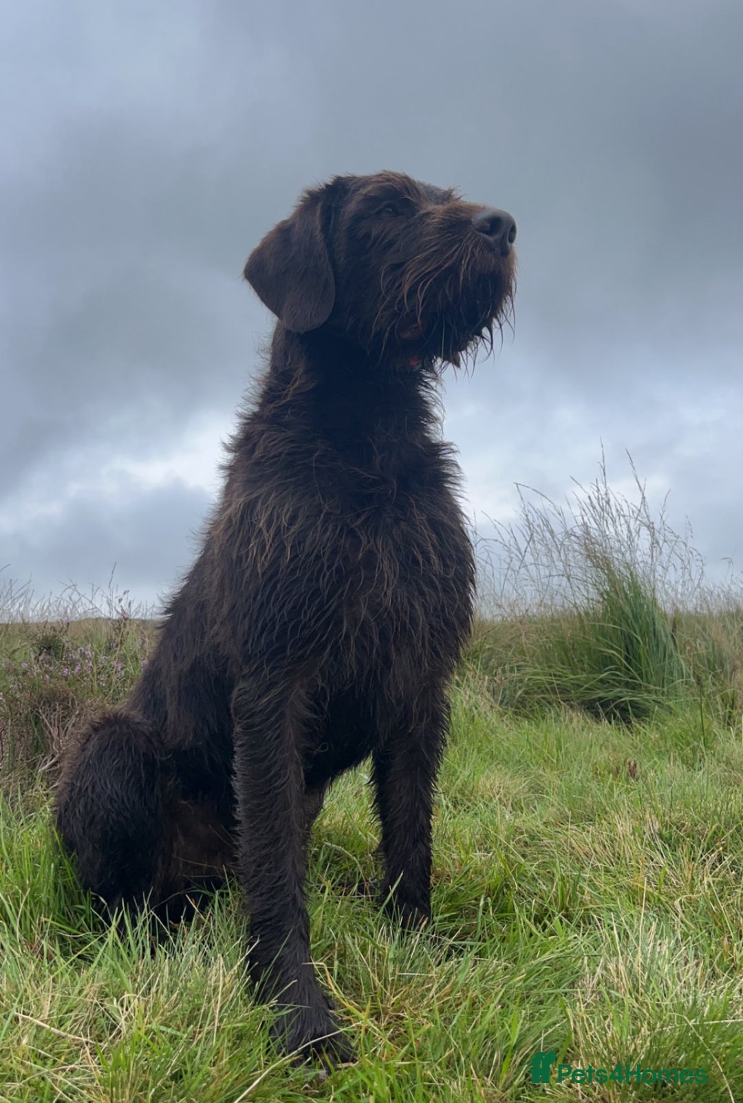 German Wirehaired Pointer dogs for sale: KC Reg GWP puppies  - Advert 12