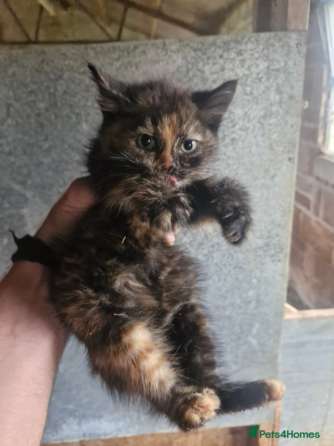 Mixed Breed cats for sale: Beautiful fluffy farm kittens - Image 5