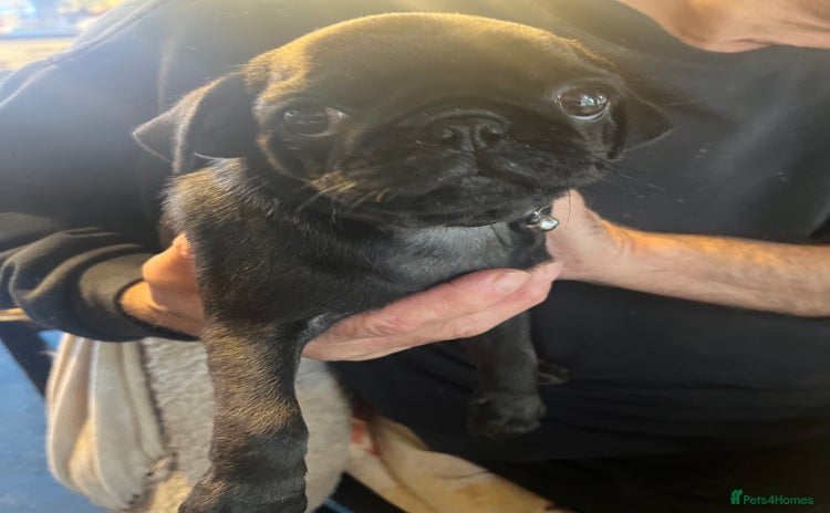 Pug dogs - Advert 3