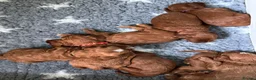 Cavapoo dogs for sale: F1 Red Toy Cavapoo Puppies 5* home bred DNA  - Advert 6