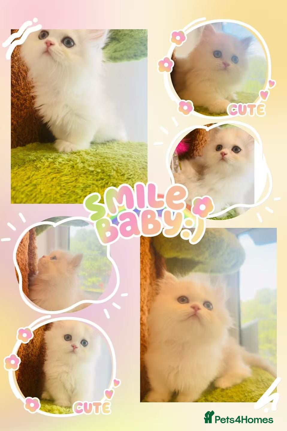 Munchkin cats Show-Quality Minuet Kittens – Rare in the UK - Advert 2