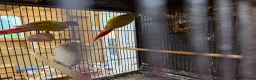 Conures birds for sale: Suncheek Conure breeding pair  - Advert 4