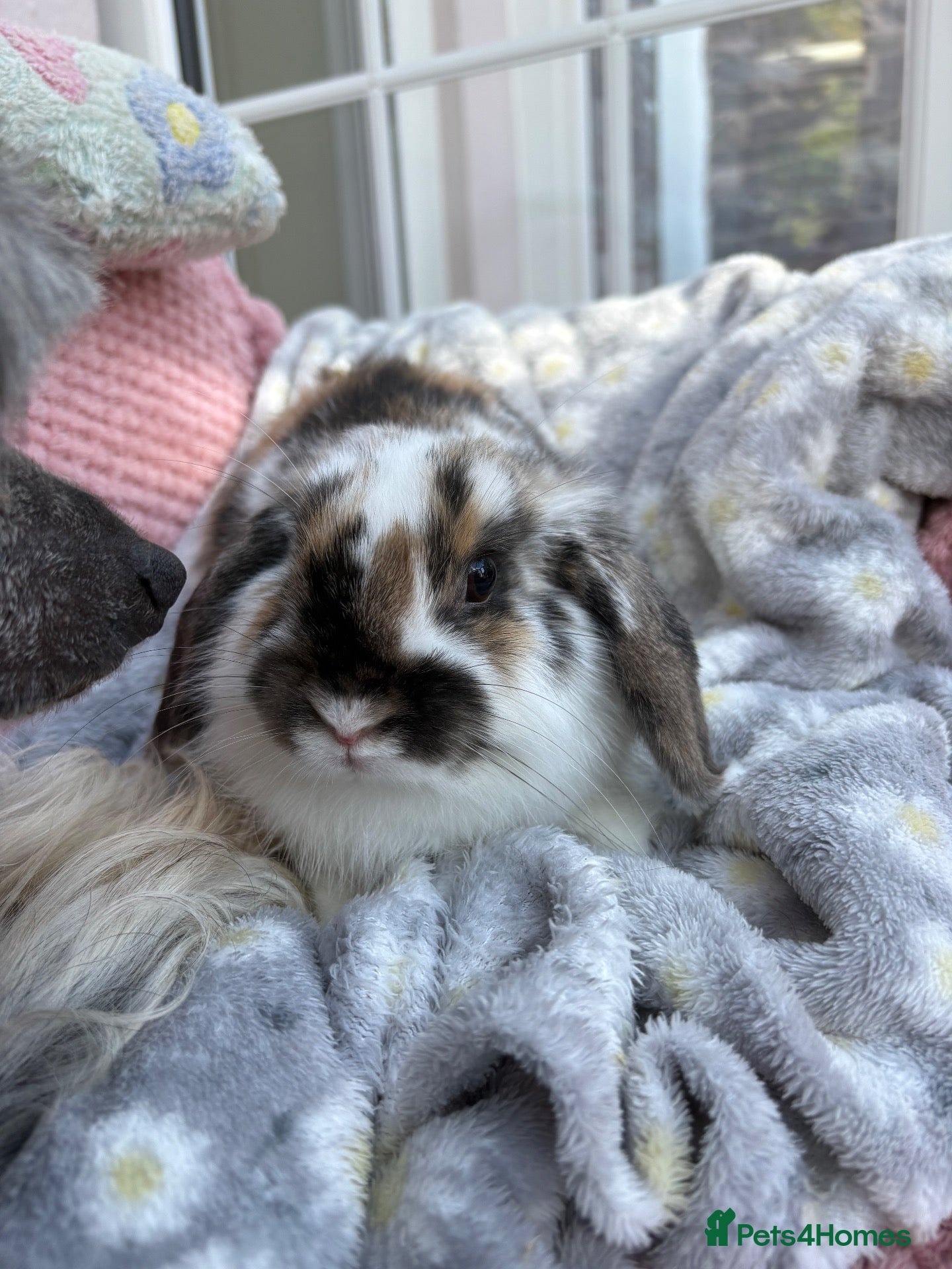 Mini Lop rabbits Mini lops-vaccinated-raised indoors  - Advert 1