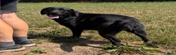 Labrador Retriever dogs for sale: Adult - Quality Labrador Retriever Bitch  - Advert 2