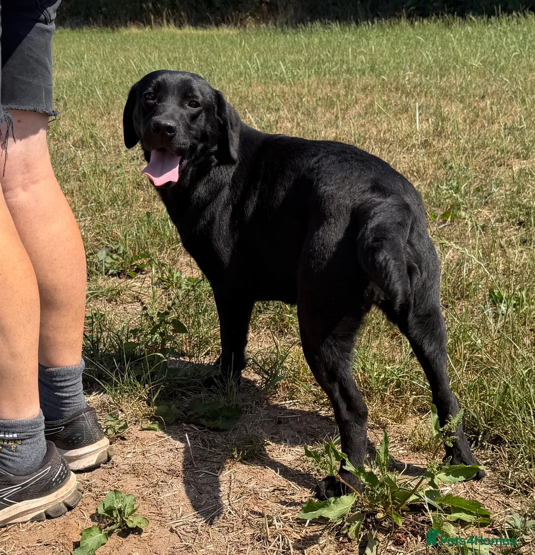 Labrador Retriever dogs for sale: Adult - Quality Labrador Retriever Bitch  - Advert 2