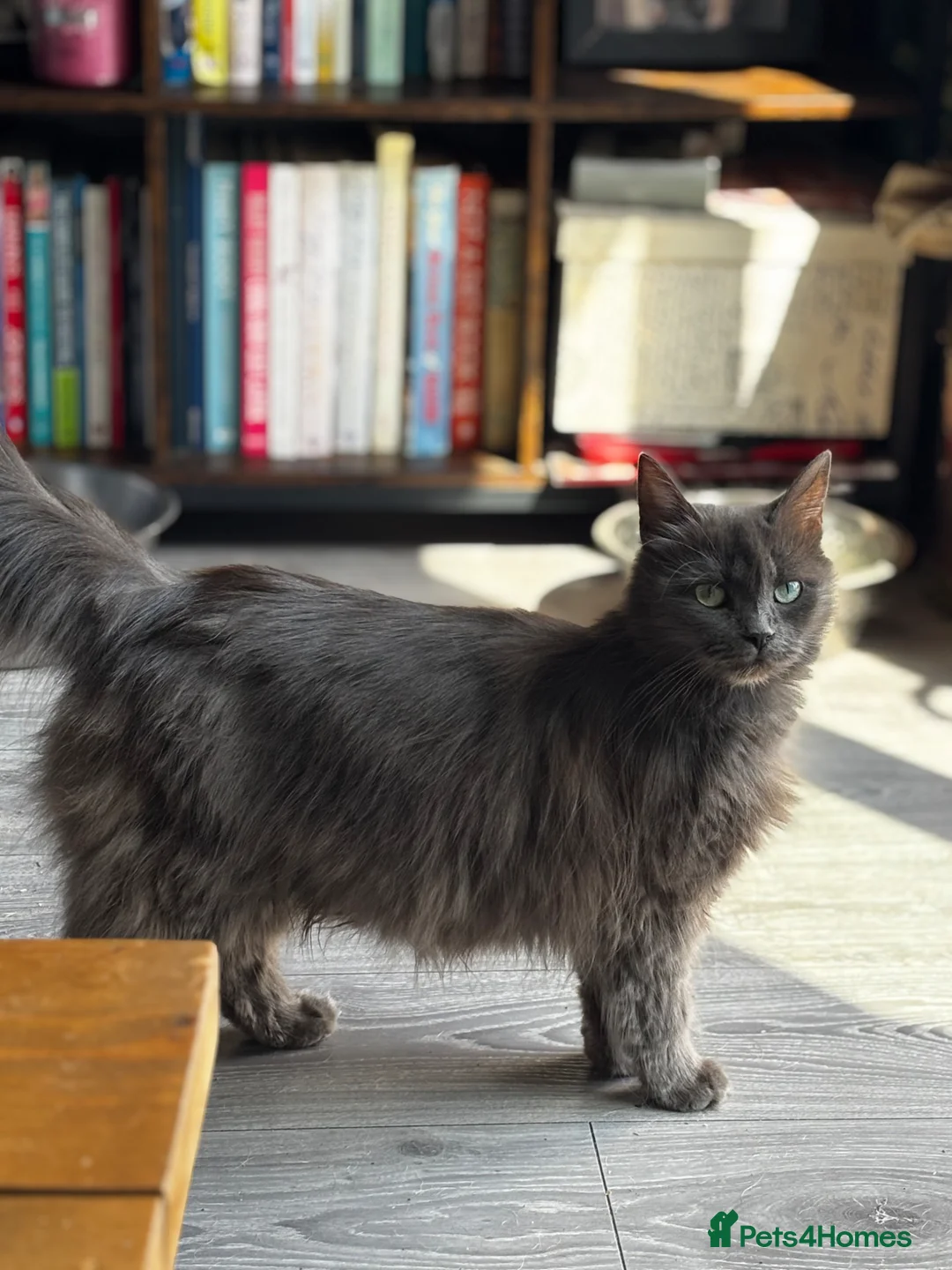 Mixed Breed cats for sale: 2 beautiful grey and white fluffy boys - Advert 12