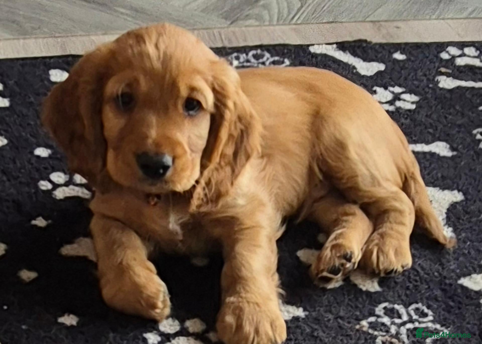Cockapoo dogs for sale: Gorgeous & Adorable F1b Puppies   - Advert 2