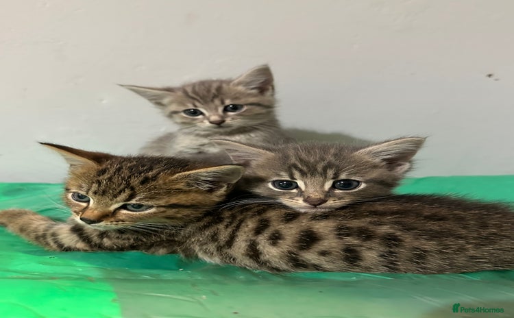 Mixed Breed cats - Advert 14