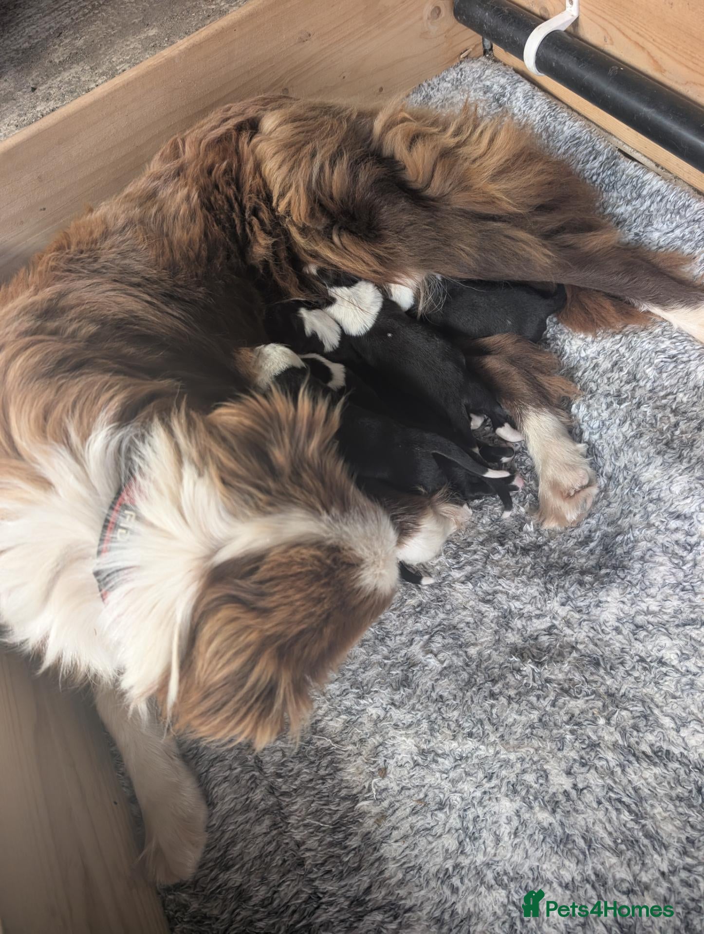 Border Collie dogs Border collie puppies  - Advert 1