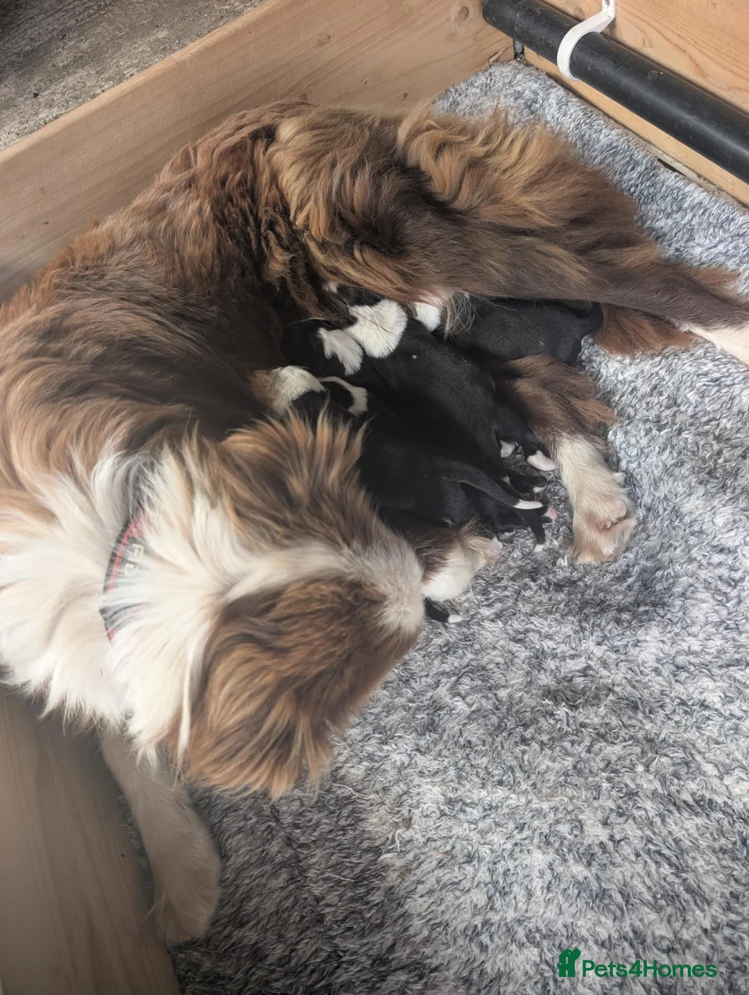 Border Collie dogs for sale: Border collie puppies  in Halifax - Advert 1