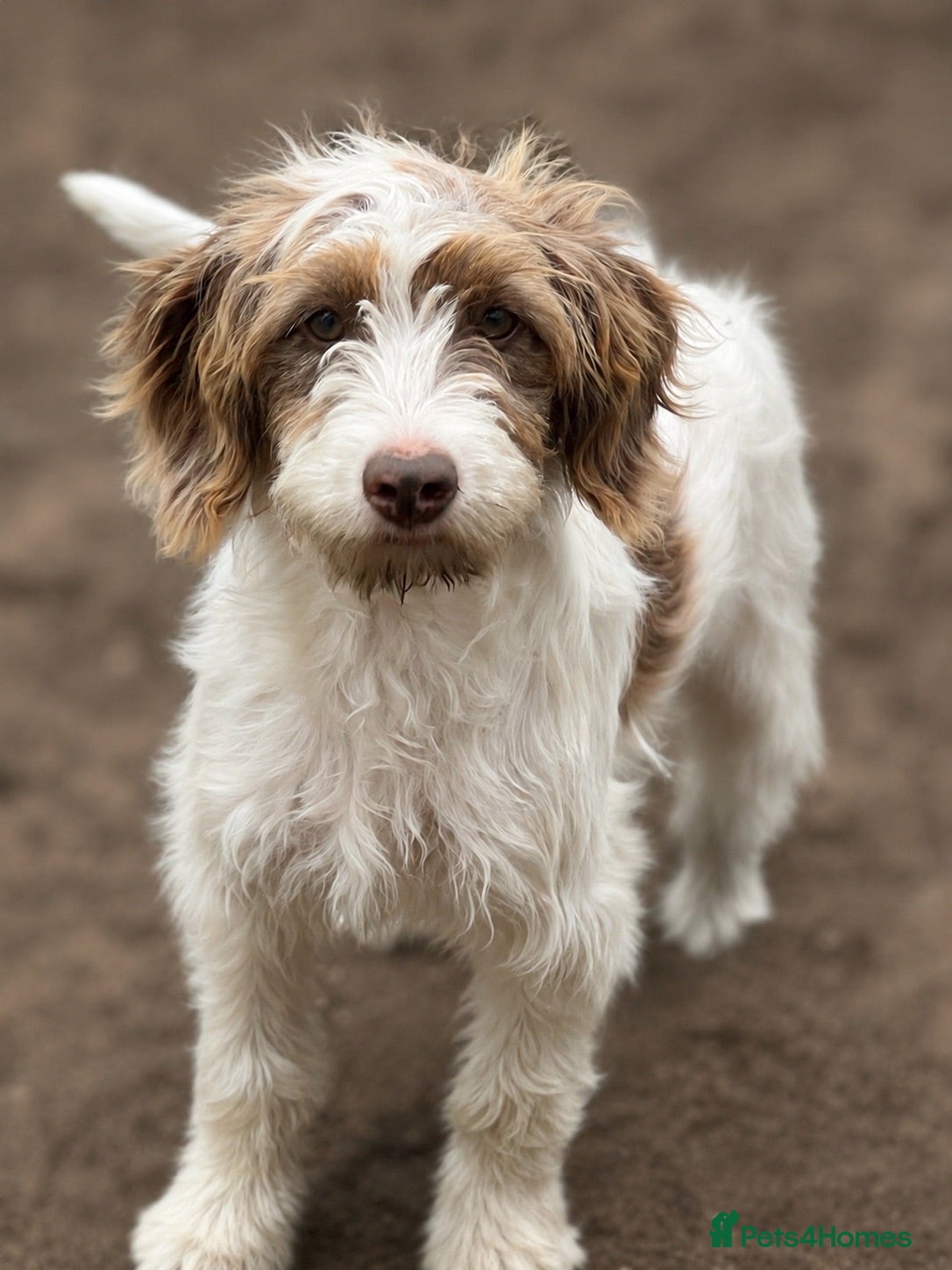 Cockapoo dogs Last boy left - £650 Chocolate Merle Parti  - Advert 11
