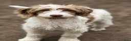 Cockapoo dogs for sale: Last boy left - £550  - Advert 1