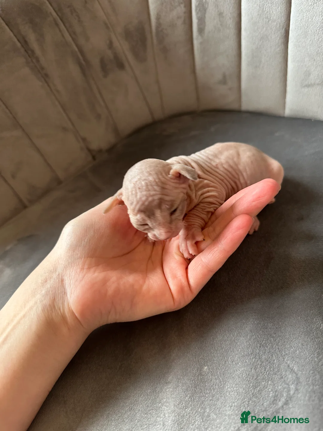 Sphynx cats for sale: beautiful Sphynx babies - Advert 18