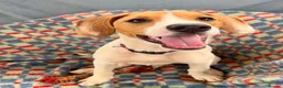 Mixed Breed dogs for adoption: Cute Hector - Advert 10