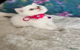 British Shorthair cats for sale: Quality British Shorthair kittens  - Image 39