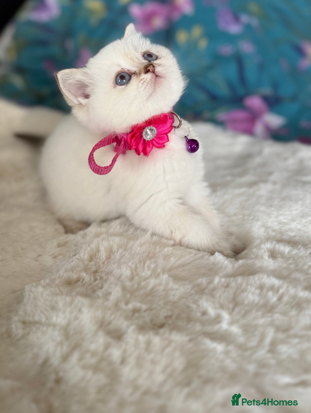 British Shorthair cats for sale: Quality British Shorthair kittens  - Image 39