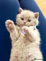 Scottish Fold cats - Advert 8