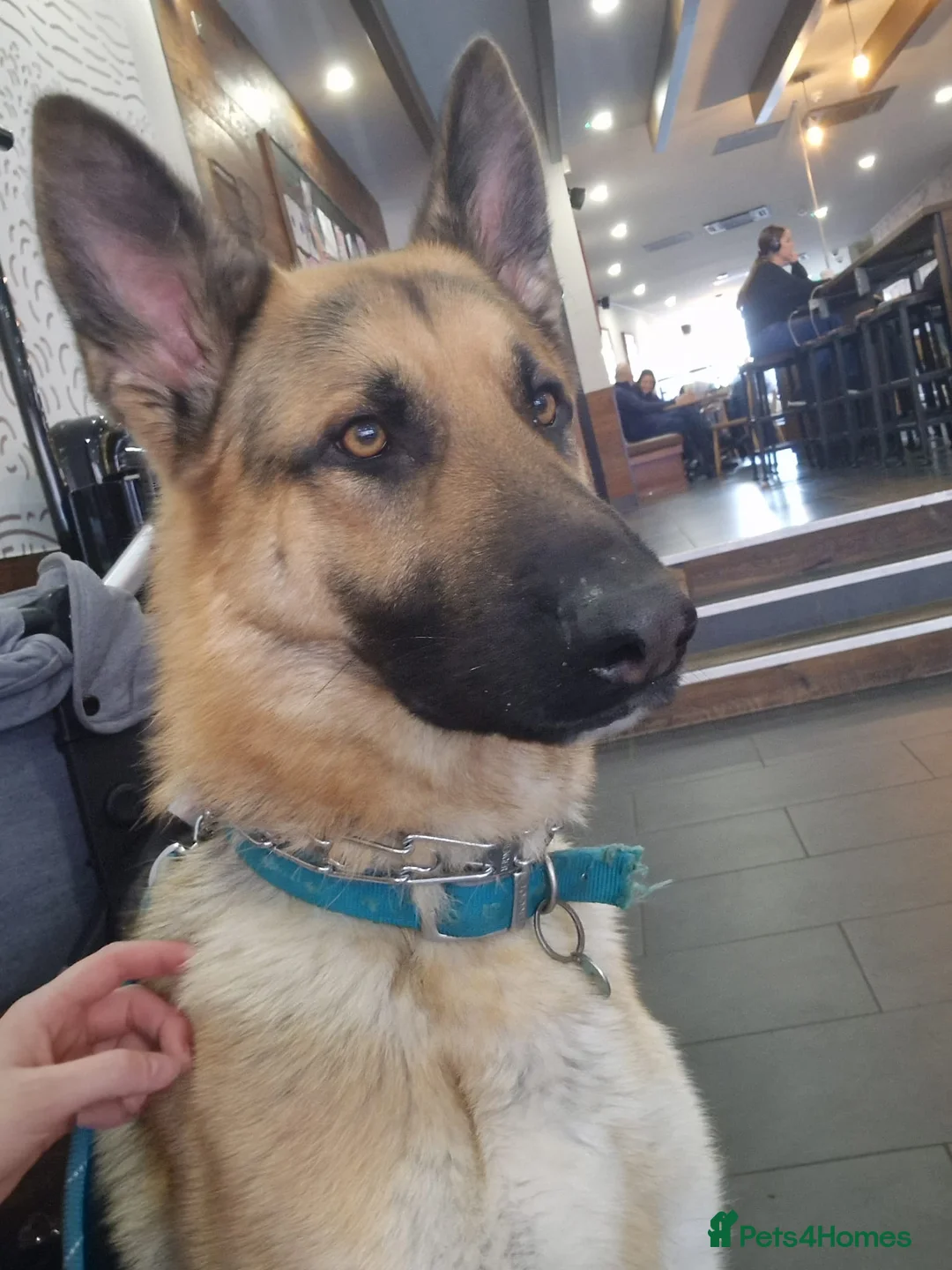 German Shepherd dogs for sale: German Shepherd 3 year 10 month  - Advert 2