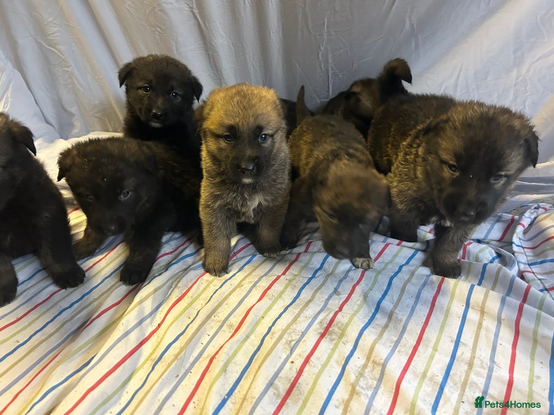 Mixed Breed dogs for sale: German shepherd cross Caucasian Shepherd kangal - Advert 1