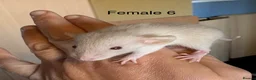 Rat rodents for sale: Mixed sex dwarf Dumbo Rats - Advert 28