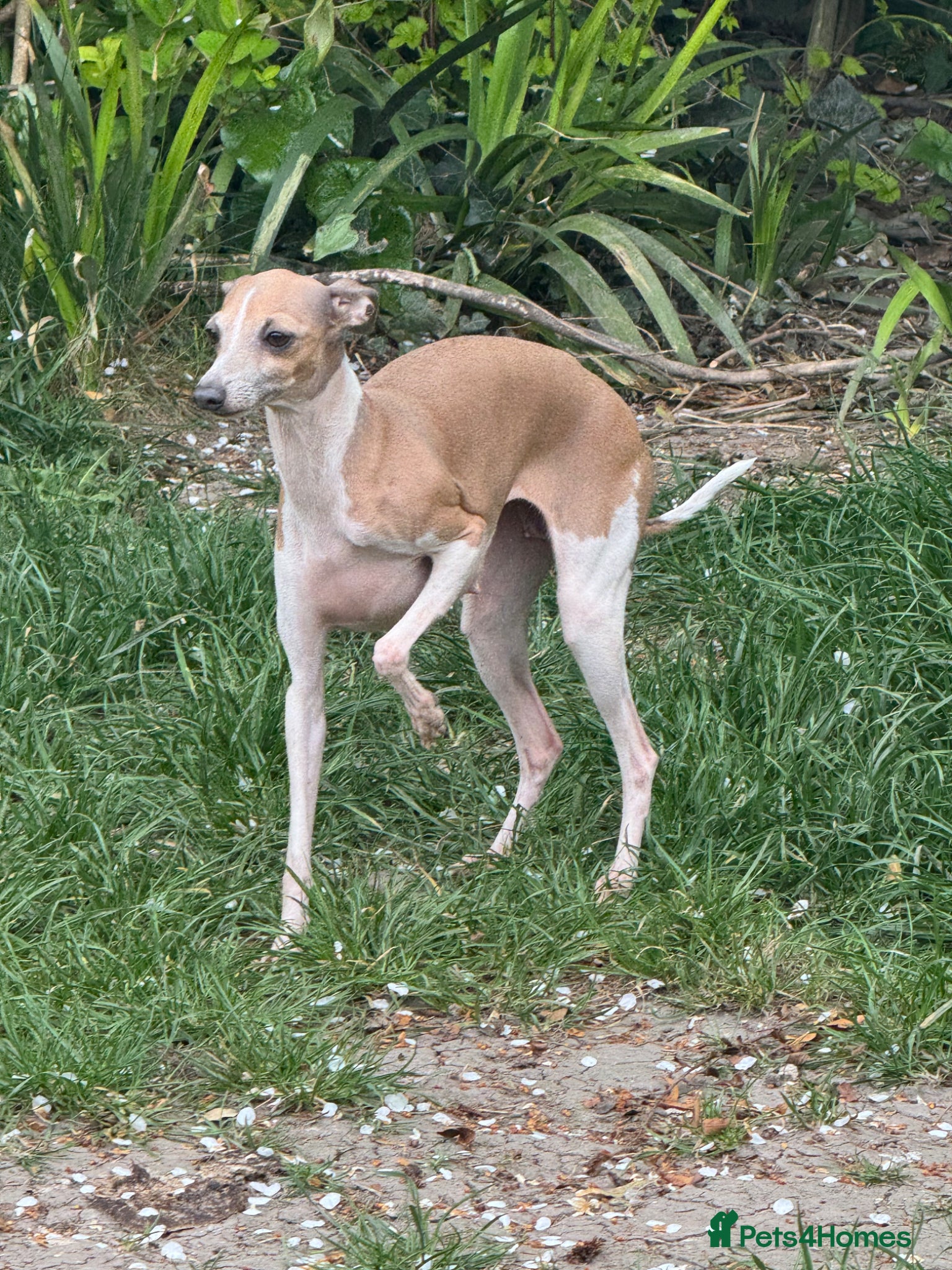 Italian Greyhound dogs Selling my adult dogs  - Advert 1