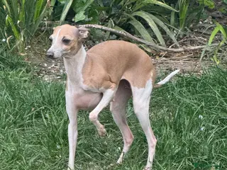 Italian Greyhound dogs Selling my adult dogs - Advert 1