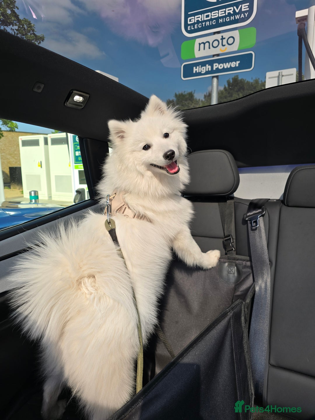 Japanese Spitz dogs for stud: Healthy Japanese Spitz KC Registered Male for Stud - Advert 3