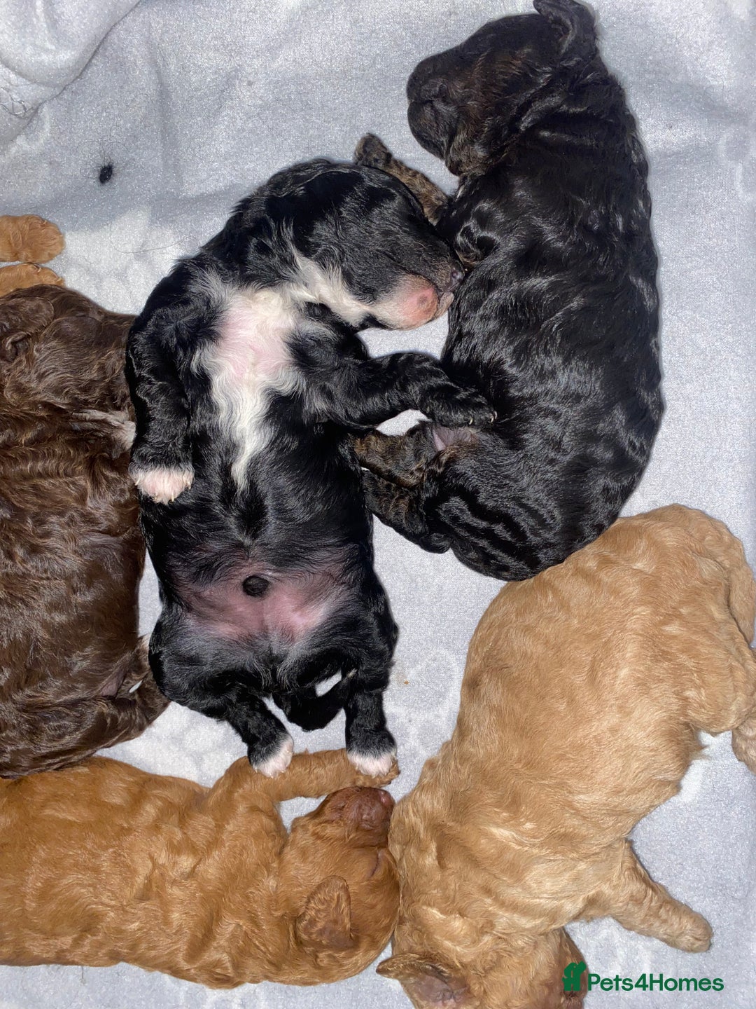 Miniature Poodle dogs for sale: Beautiful Miniature/Toy poodles  - Advert 26