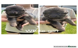 German Shepherd dogs for sale: 8 beautiful long haired German shepherd puppies  - Image 2