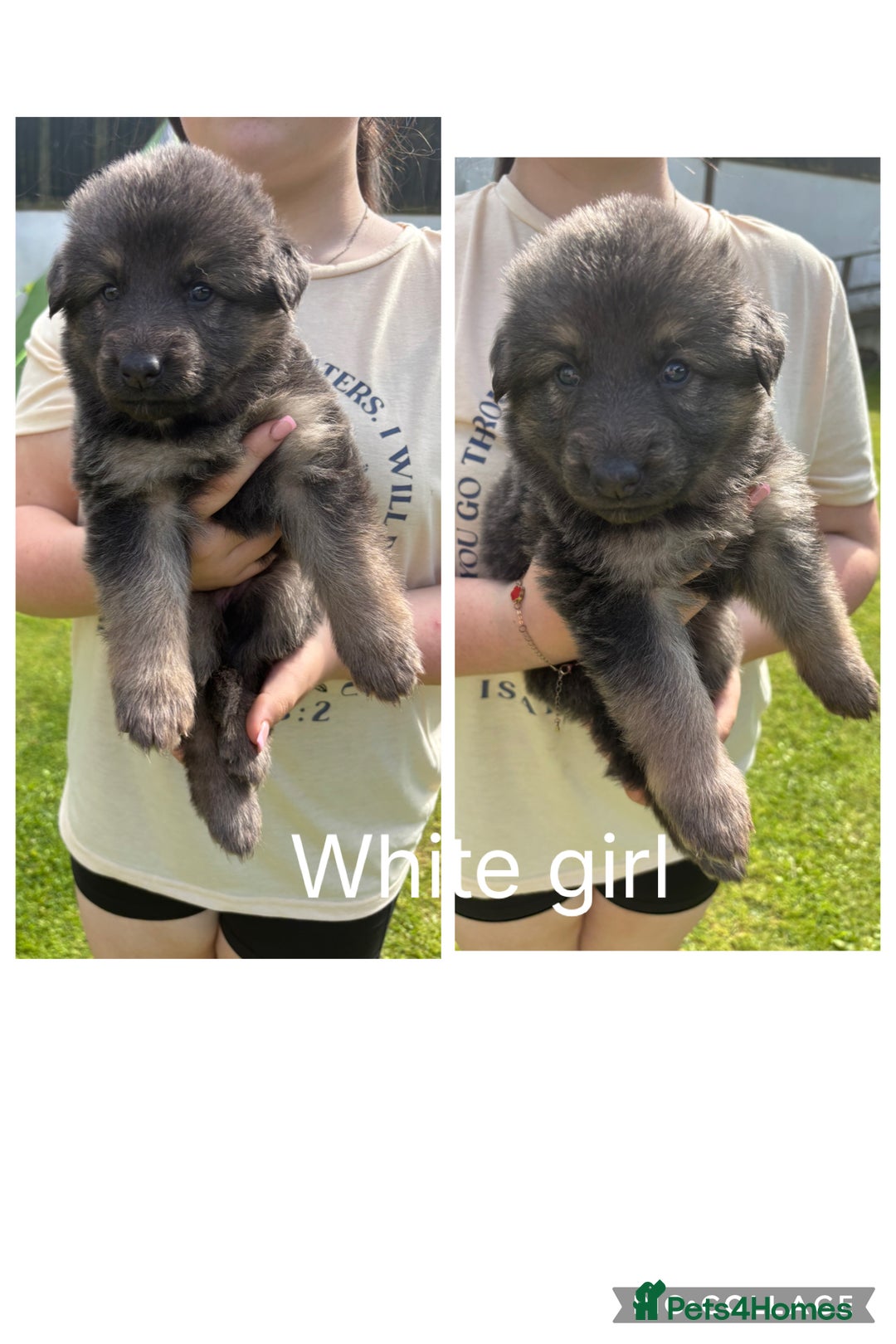 German Shepherd dogs for sale: 8 beautiful long haired German shepherd puppies  - Image 2