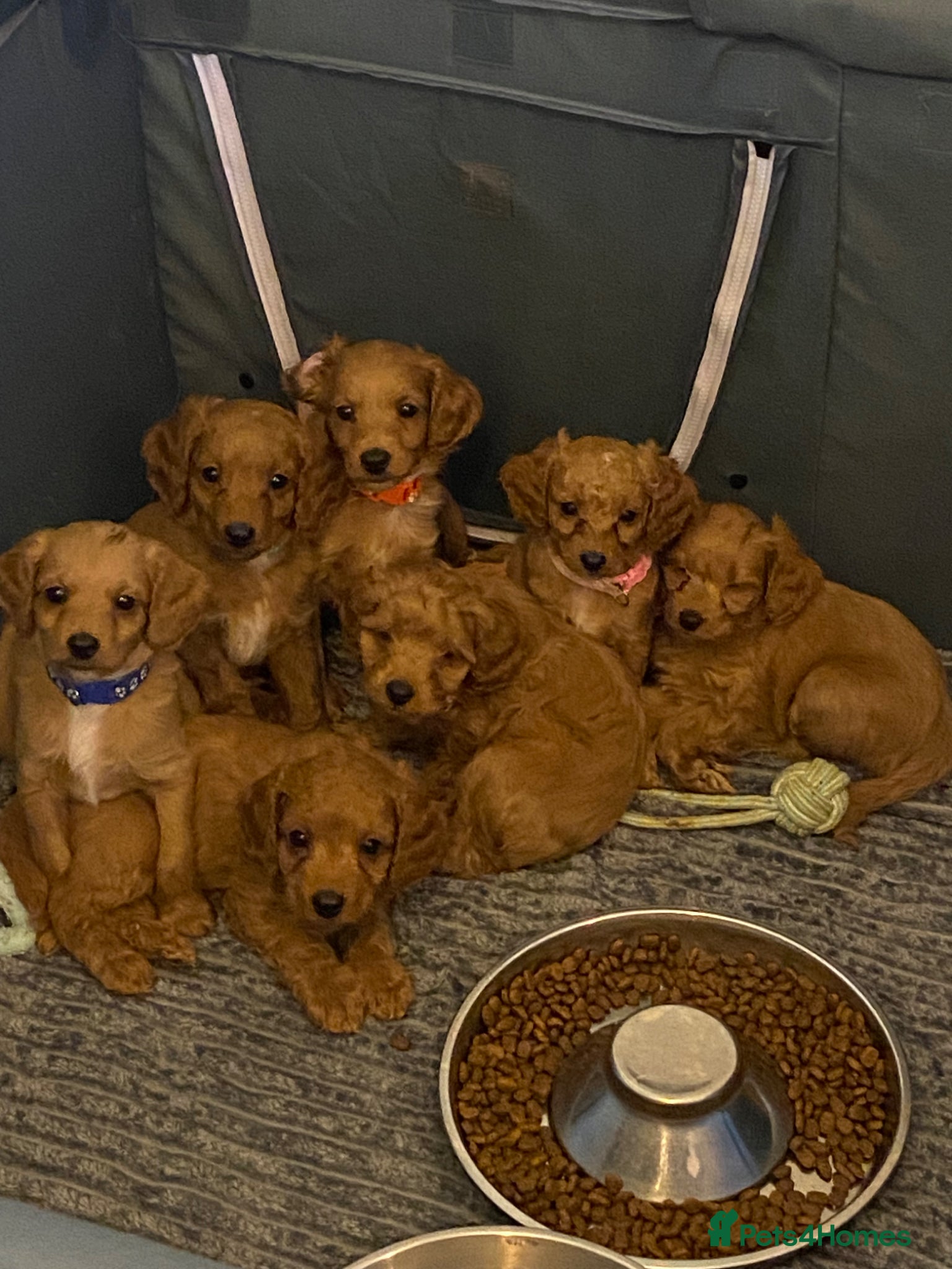 Cockapoo dogs Toy Poodle Cross Puppies, Mum & Dad Seen, London - Advert 14