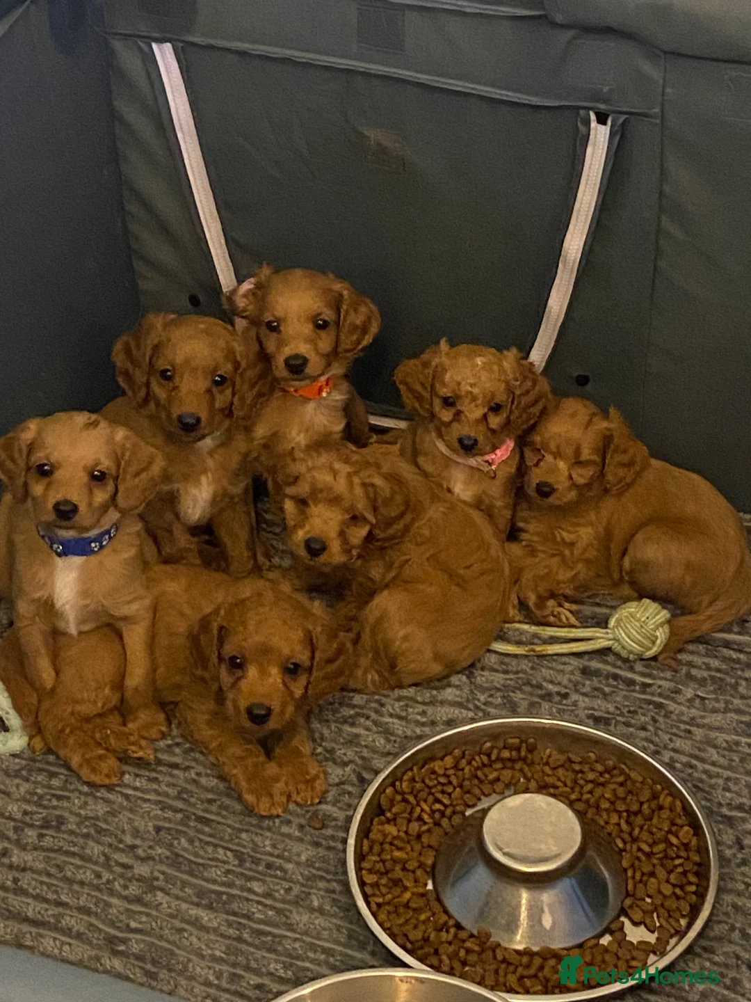 Cockapoo dogs for sale: Toy Poodle Cross Puppies, Mum & Dad Seen, London - Advert 2