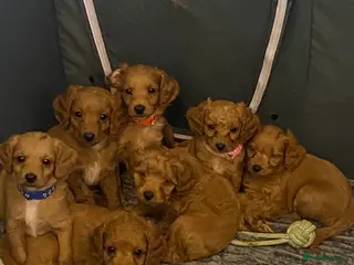 Cockapoo dogs Toy Poodle Cross Puppies, Mum & Dad Seen, London - Advert 14