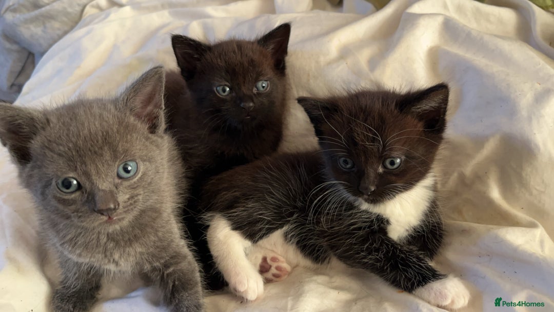 Mixed Breed cats for sale: 3 baby boys looking for their new homes , 4 weeks  - Image 11