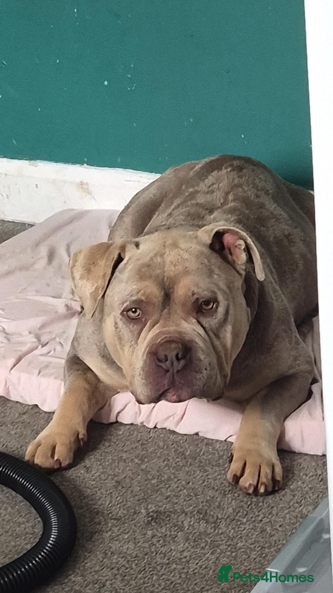Mixed Breed dogs Looking for a good home! - Advert 1
