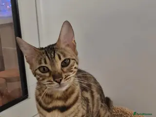 Bengal cats female pure bengal - Advert 1